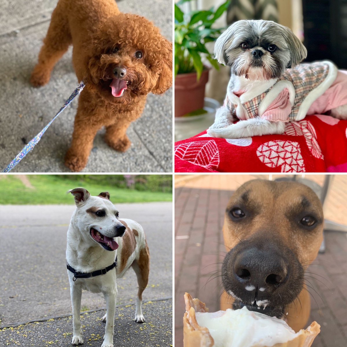 Daily Show Dogs tweet media