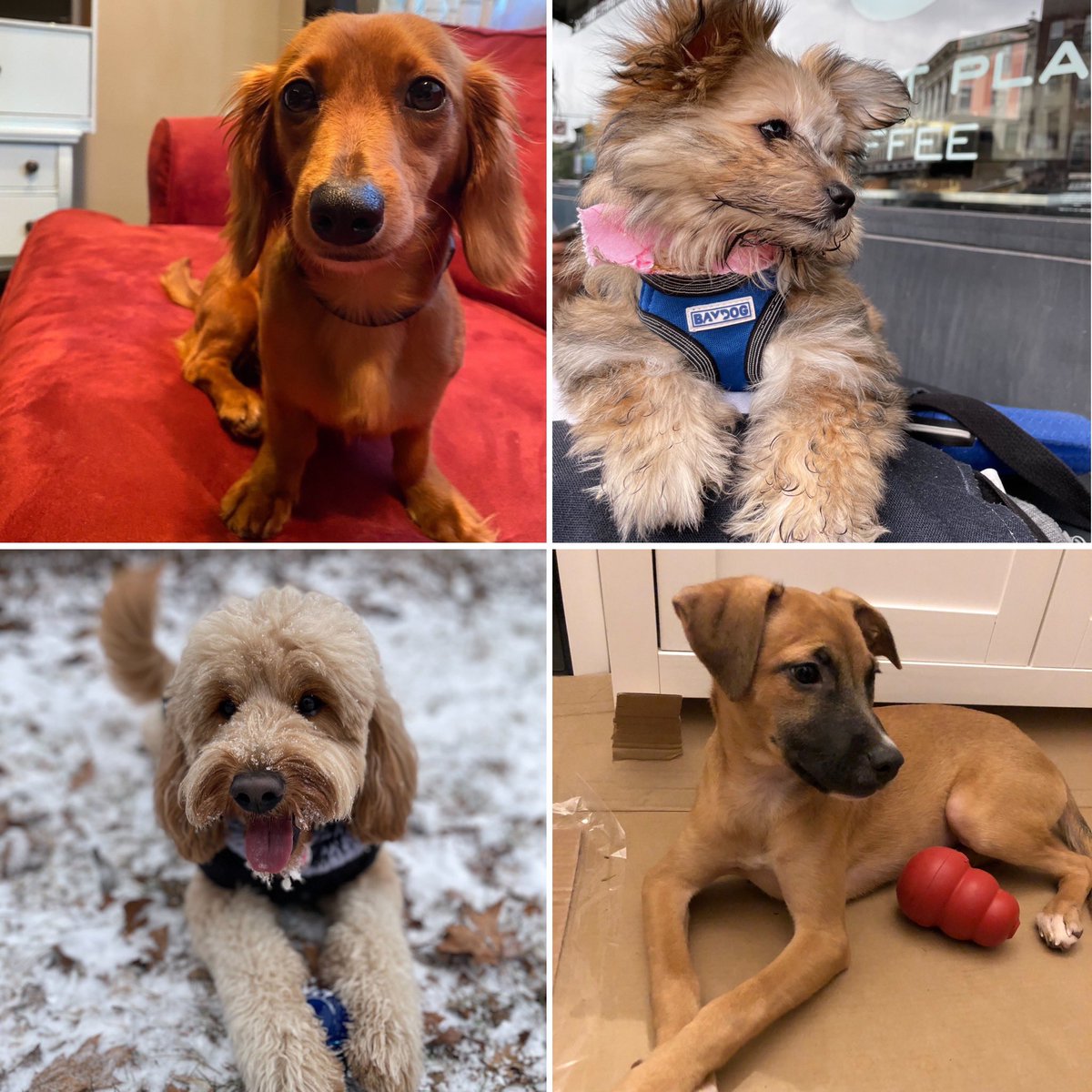 Daily Show Dogs tweet media