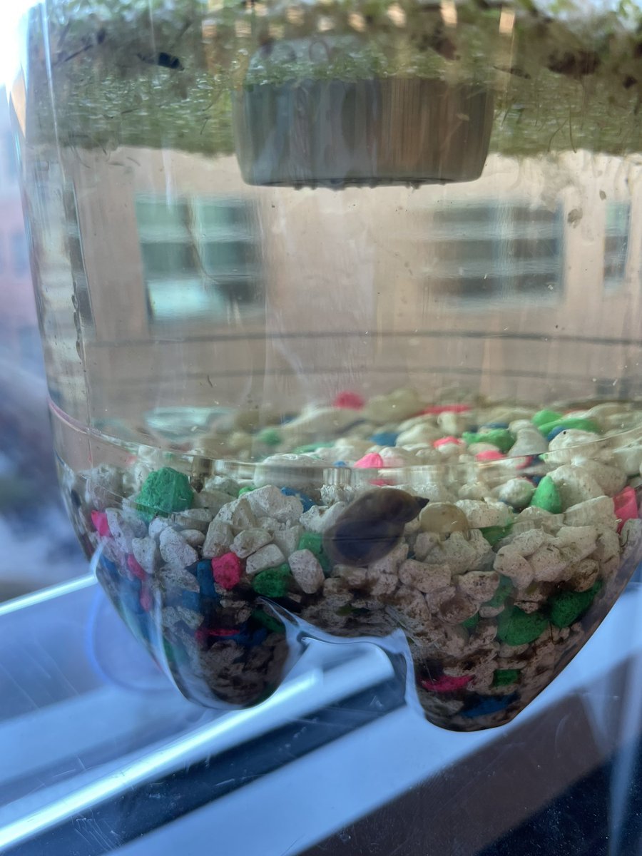SciTeacherWood's tweet photo. Students in #EnvSci successfully established carbon, nitrogen, and water cycles their Eco-column projects which have been thriving for 2 months without being touched! @GeneralsPride @APSscience @APS_STEM @WLHSAsstPrinPJ @Principal_WLHS @WLHSInstruction #GeneralsSci https://t.co/hsODklnGbO