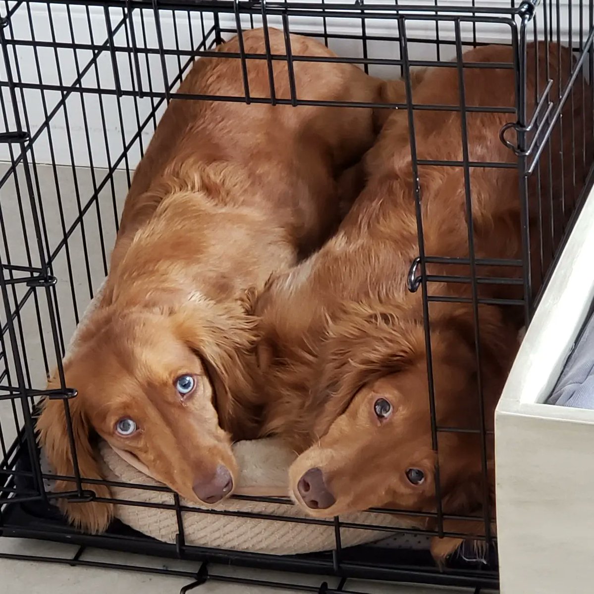 NNinDC's tweet photo. @dog_rates Hamilton &amp; Jefferson #nationalpuppyday https://t.co/KQMWFB8Z7j