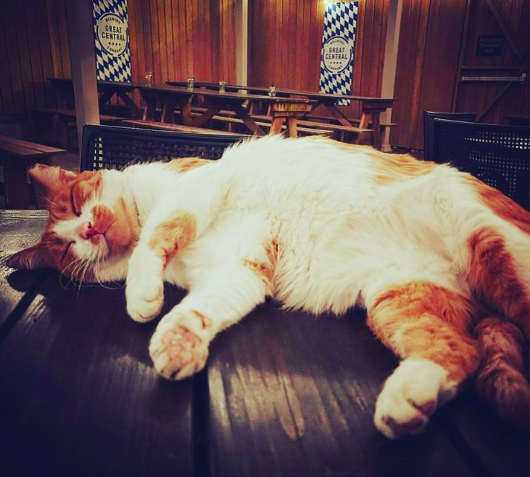 Kaiser Tiger tweet media