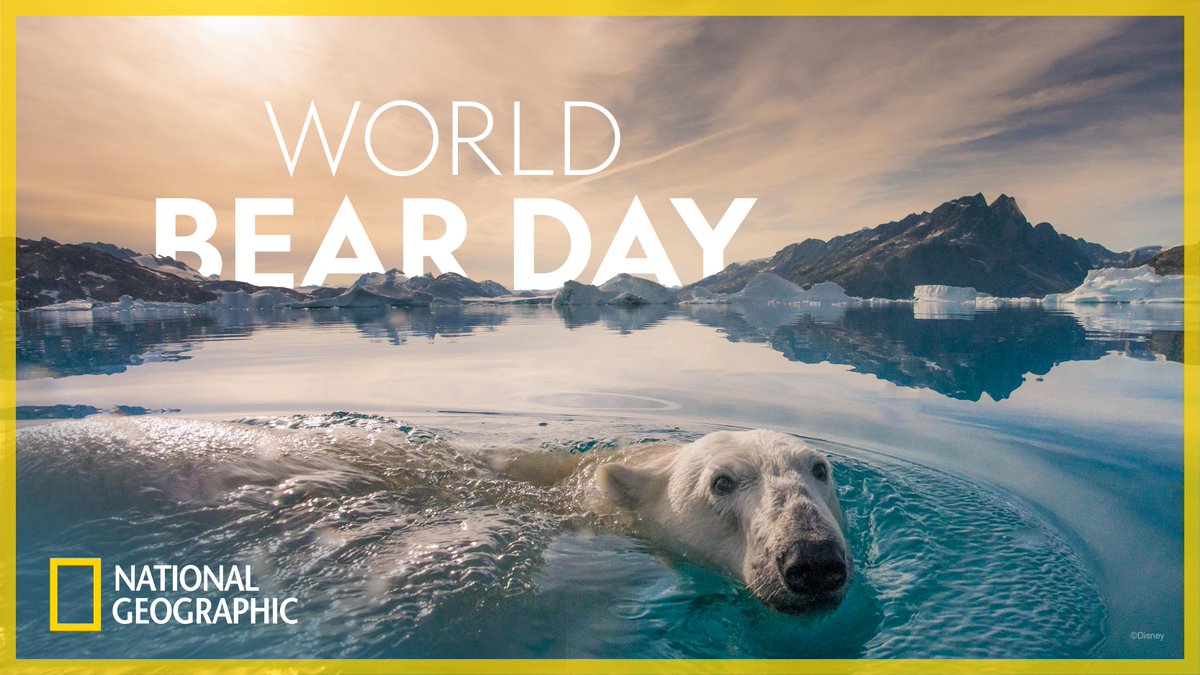 Celebrate #WorldBearDay! 🐻 🎉 Whether you’re experiencing a live stage show with @NatGeoLive or exploring the world with National Geographic Expeditions, there are tons to learn about these magnificent mammals: di.sn/60113heQ9