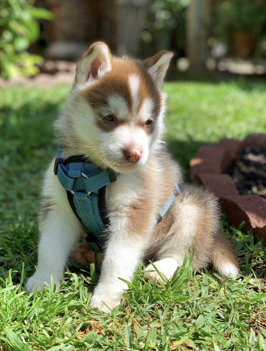 anitachu24's tweet photo. @dog_rates almost 3 years ago when my forever puppy was an actual puppy 🥹 https://t.co/Q45315SAqV