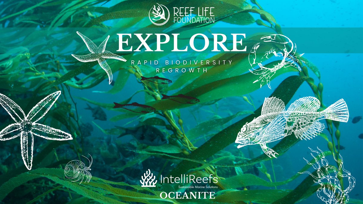 ReefLife911's tweet photo. IntelliReef's Oceanite provides rapid #biodiversity #regrowth, evident from the abundance of #kelp and #wildlife on our #Oceanite modules in #Canada. Stay tuned for photo and video updates!! #oceanrestoration #halifax #seaweed #marineconservation #explore #sustainable https://t.co/XHKhtc1RzZ