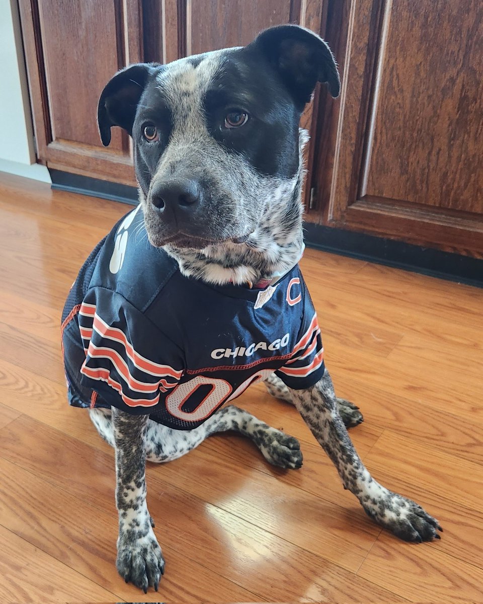 GPNJake's tweet photo. @ChicagoBears #NationalPuppyDay https://t.co/CJMCLcJwSn