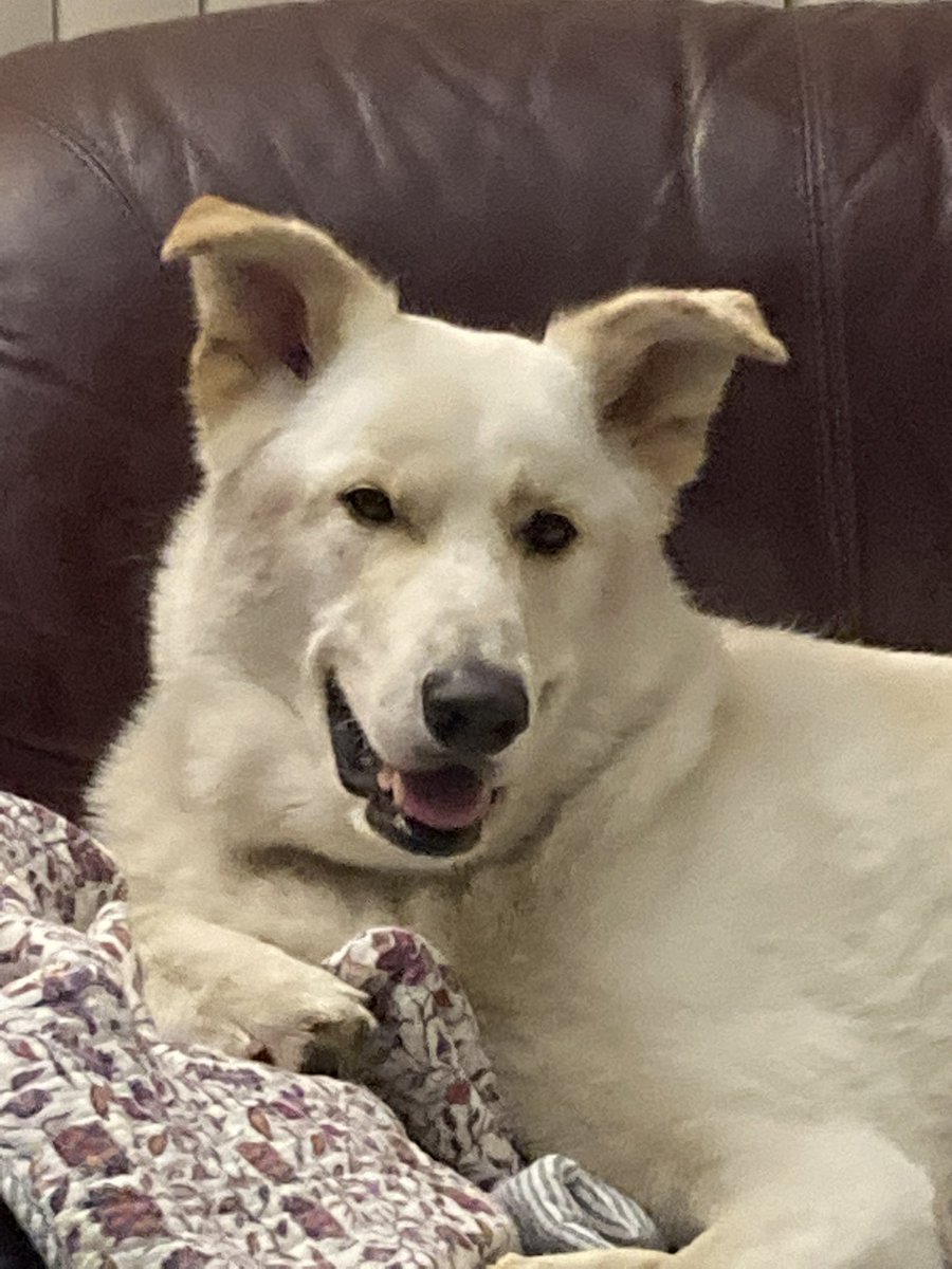 StadelCE's tweet photo. @dog_rates https://t.co/ufd41tu3Ex