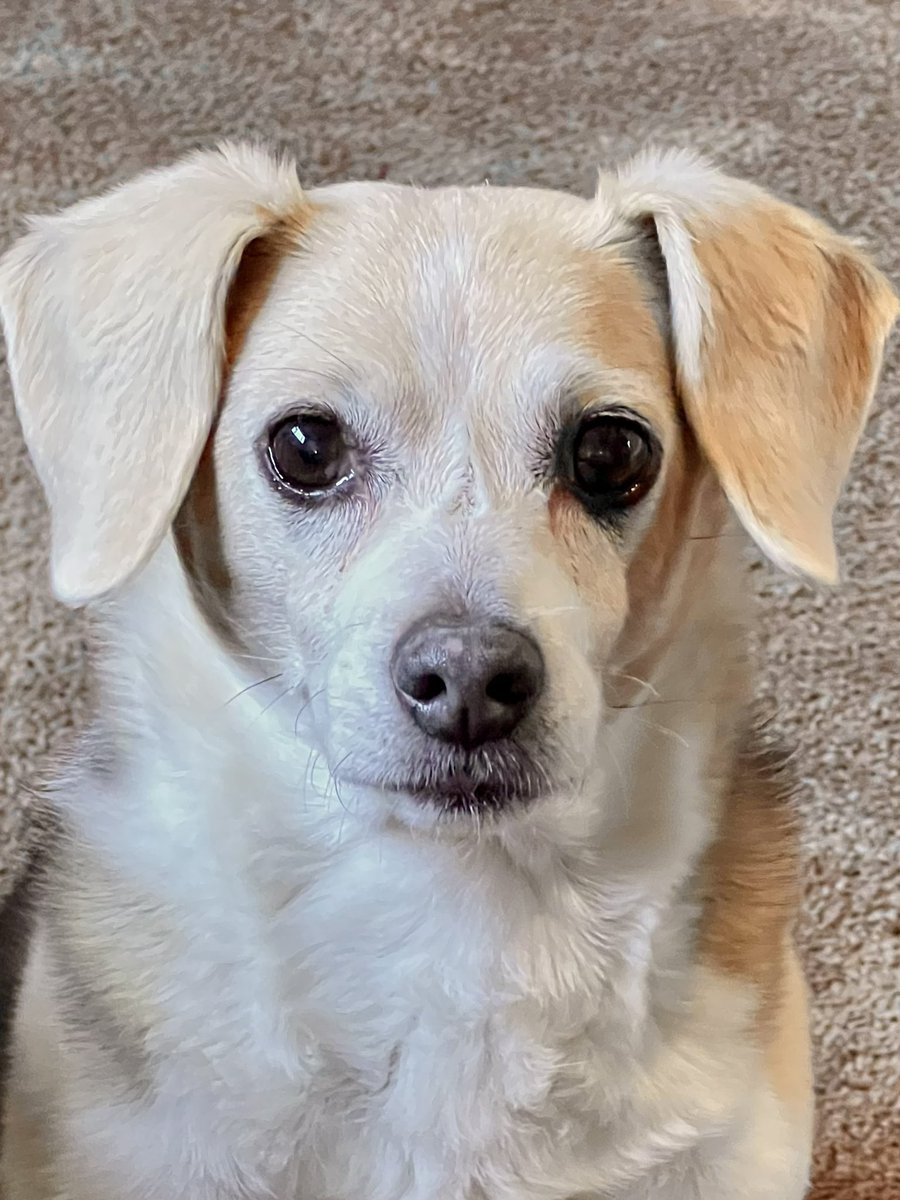 tailsandstays's tweet image. Housesit for this beautiful little pocket beagle girl! #travellinghousesitter #beagle #cutedogface