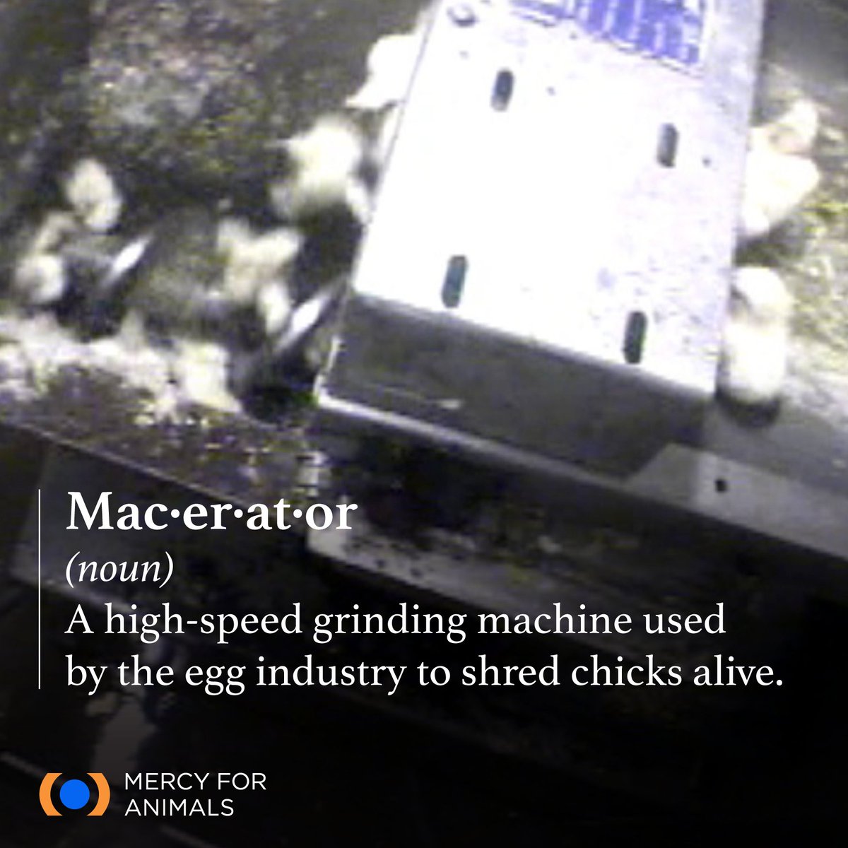 MercyForAnimals's tweet photo. Nearly all male chicks born in the U.S. egg industry are gassed or shredded ALIVE while fully conscious because they're not profitable. 😢 Take action NOW: https://t.co/LaVTPZFtZ3! #EndChickCulling https://t.co/eqg6o4Hayn