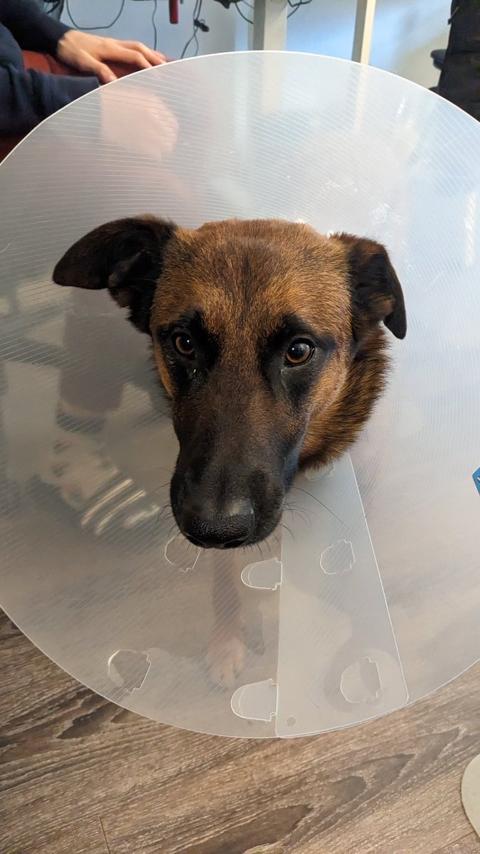 BLITZWUFF's tweet photo. such a sucky baby (he just has an eye infection he won't stop scratching at) 🥺 https://t.co/J2u9VixNSC