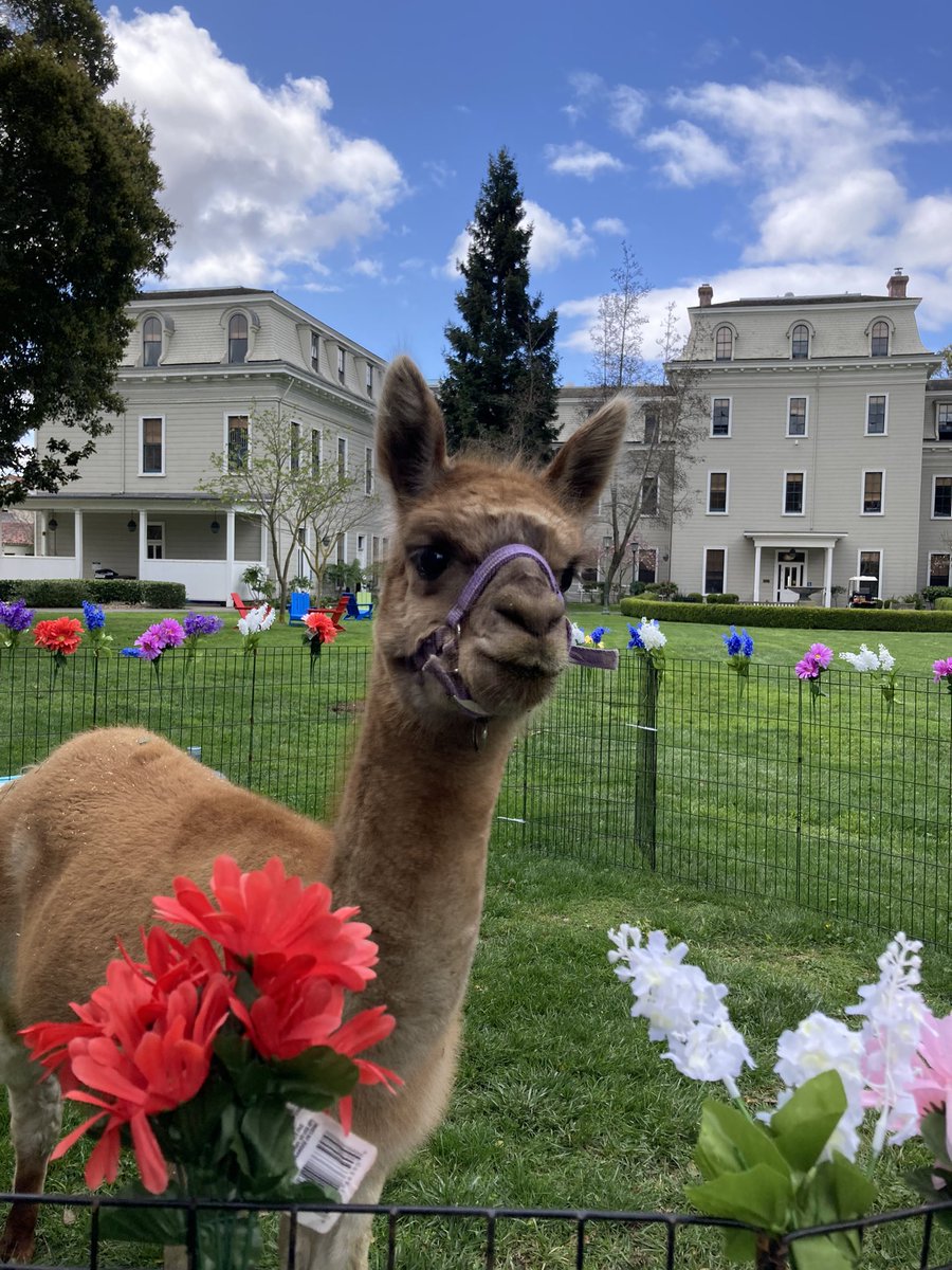 thesusanito's tweet photo. Good moment of the day: baby alpaca on my campus https://t.co/VMg6sVon2T