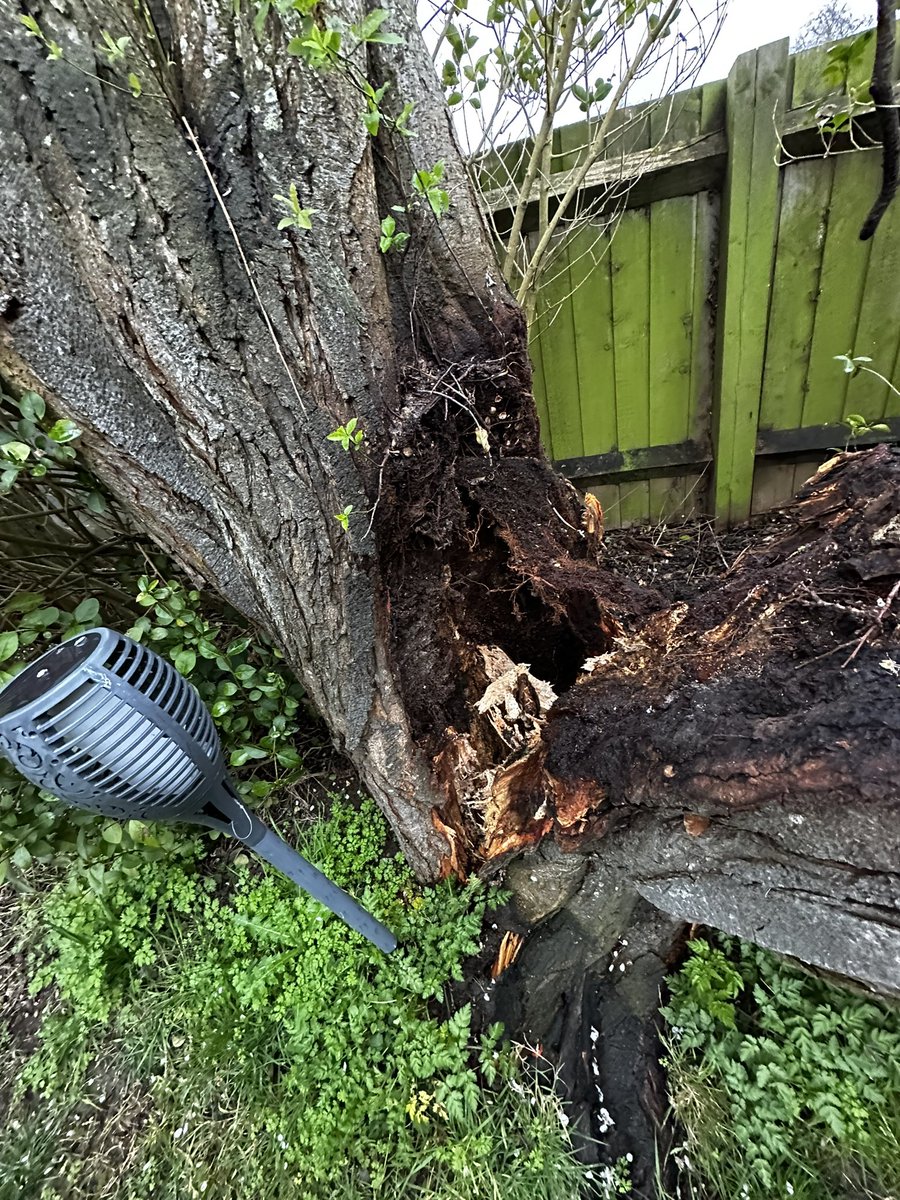 tothestarsmhsg's tweet photo. @PinnacleSF .  Remember that tree I asked you to remove as it was rotten as it was a risk to my animals and children. The tree collapsed on Mon night whilst my dogs were in the garden. My dog was pts today due to spinal trauma and losing the use of her legs https://t.co/I5pciRkvbQ
