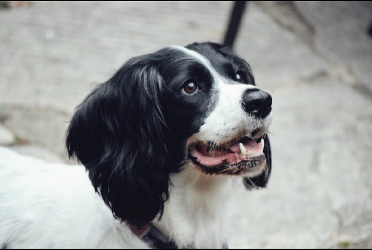 <a href="/PinnacleSF/">Pinnacle Service Families</a> .  Remember that tree I asked you to remove as it was rotten as it was a risk to my animals and children. The tree collapsed on Mon night whilst my dogs were in the garden. My dog was pts today due to spinal trauma and losing the use of her legs