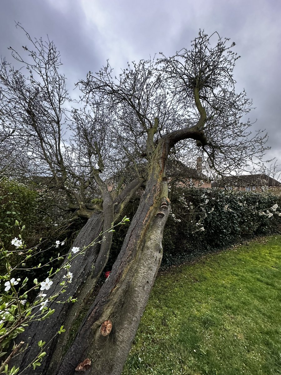 tothestarsmhsg's tweet photo. @PinnacleSF .  Remember that tree I asked you to remove as it was rotten as it was a risk to my animals and children. The tree collapsed on Mon night whilst my dogs were in the garden. My dog was pts today due to spinal trauma and losing the use of her legs https://t.co/I5pciRkvbQ