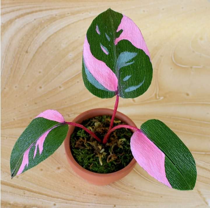 Las chicas no queremos chicos, queremos una planta de princesa filodendron rosa💘