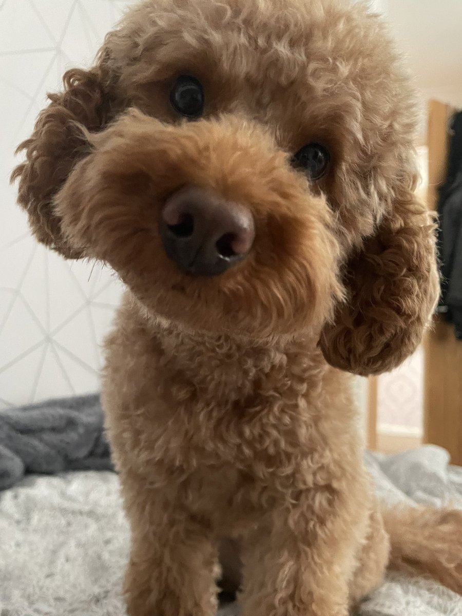JodieSloth's tweet photo. @dog_rates Prince Louis https://t.co/uJI7rV2cdo