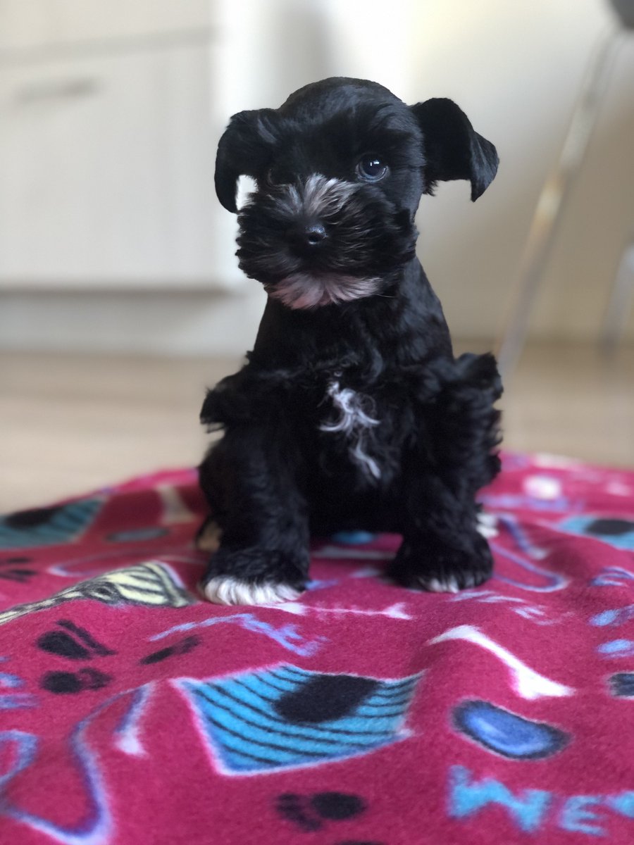 darasmith tweet media