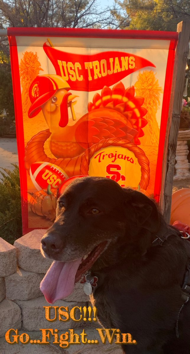 angelinabaray's tweet photo. It’s National Puppy Day! Share your pics of your fur babies. My JJ is 6yrso and not a puppy anymore…but he’s still my little baby…even with his gray hairs. #livingthatlablife #dogsoftwitter #nationalpuppyday #cutepuppy https://t.co/Z95sfCeH4U