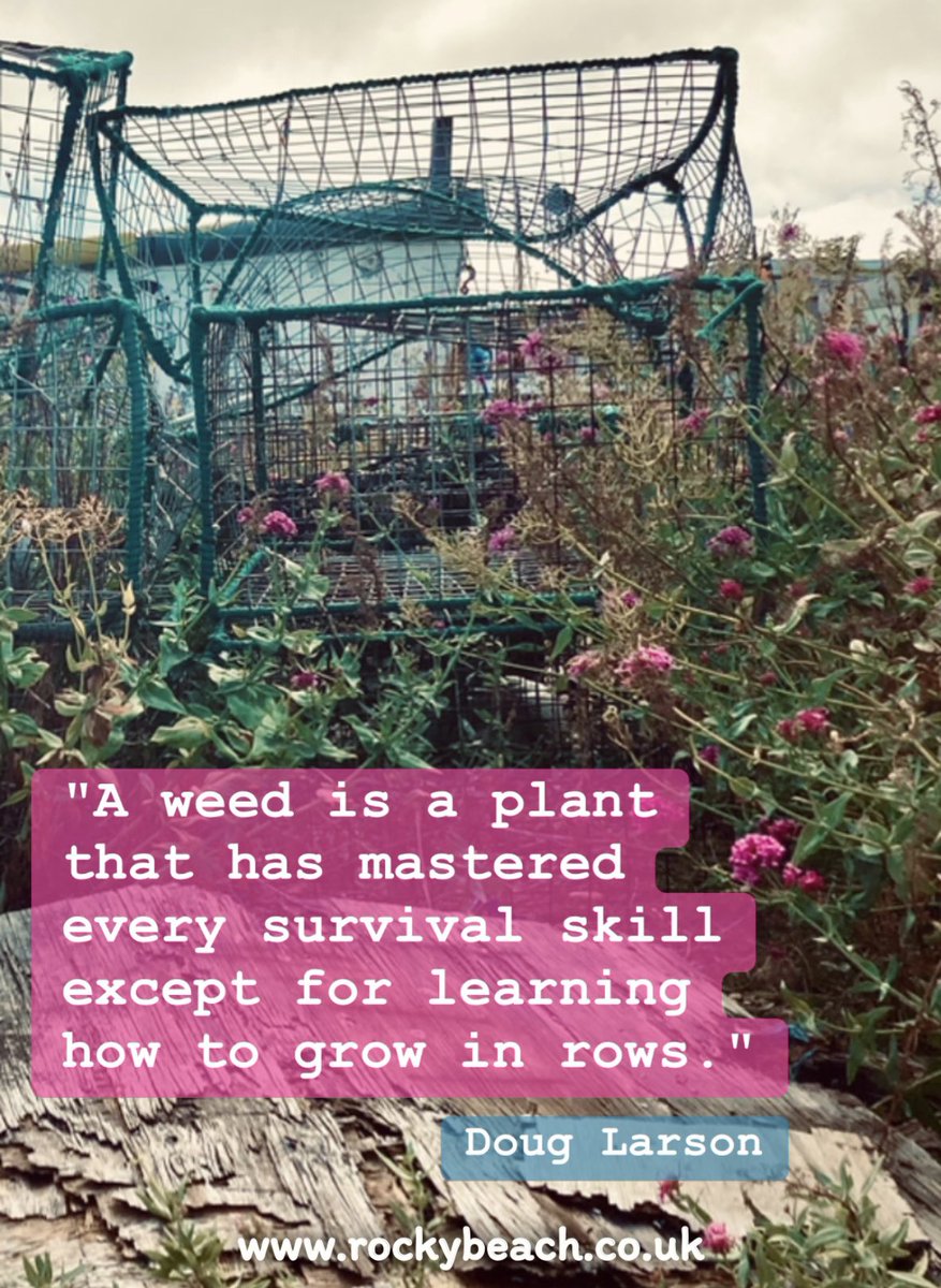 RockyBeachUK's tweet photo. "A weed is a plant that has mastered every survival skill except for learning how to grow in rows."
- Doug Larson
#DougLarson #Diversity #Conformity #Individuality https://t.co/4gak2FhNBt