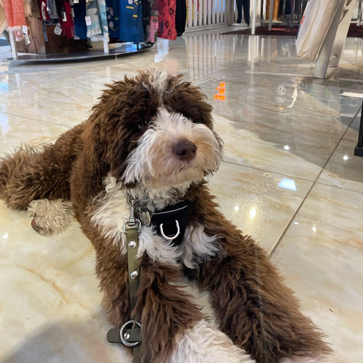 makegastown's tweet photo. Happy #nationalpuppyday from Benny, MAKE Gastown’s new head of security. 🥹

MAKE loves it when you bring your pups to the store. Ask us for treats! #WeLoveAllTheDogs 🐕🐩🦮

#makegastown
#gastown
#wherelocalsshop
#petfriendlystore
#shopwithyourdog https://t.co/duL0l2sMWu