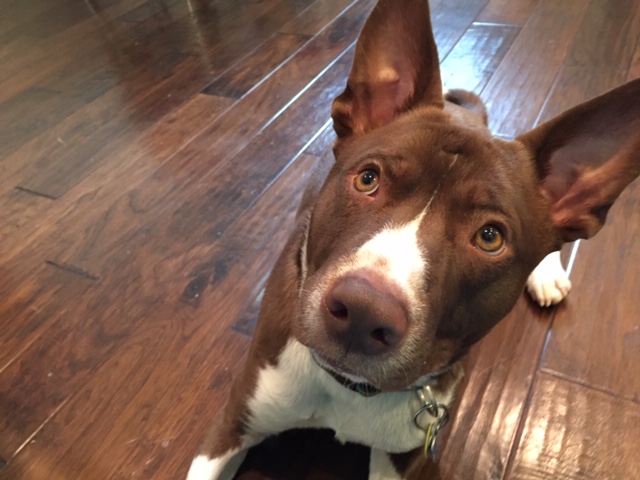 Liholl's tweet photo. @dog_rates https://t.co/qY7p1HKlHO