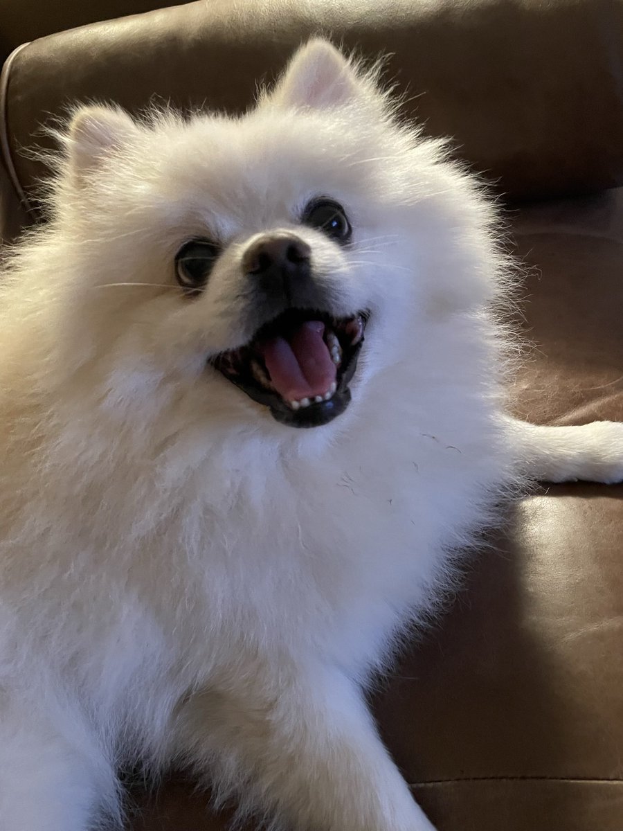DeviantFurball's tweet photo. @7News Latte wishes everyone a very happy National Puppy Day!  #LatteThePom https://t.co/WriGVDjvb4