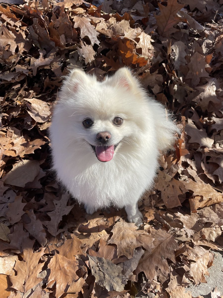 DeviantFurball's tweet photo. @7News Latte wishes everyone a very happy National Puppy Day!  #LatteThePom https://t.co/WriGVDjvb4