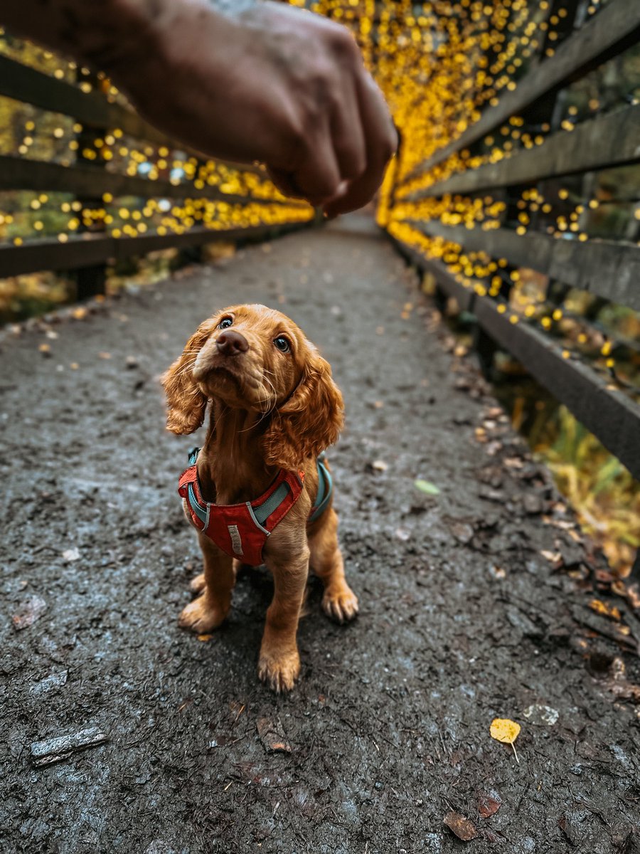 Happy National Puppy Day 🐾🐶 #nationalpuppyday