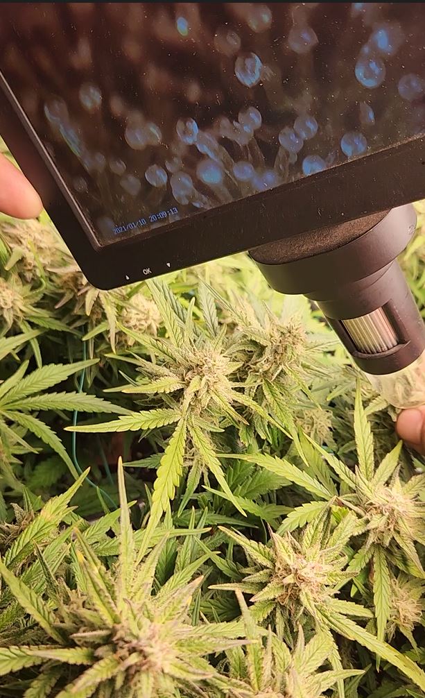 LiciousTt's tweet photo. Just a quick Bud Porn update...
the Trichomes are Shining Bright in each dept.

GDP x Gumberry
Gorilla Skittles... 

Harvested a runt early.... sparkly goodness!

#growyourown @Mmemberville_ #Mmemberville #420community #trichomes  #weeklovers #love #Dance https://t.co/AQdifRFzbL