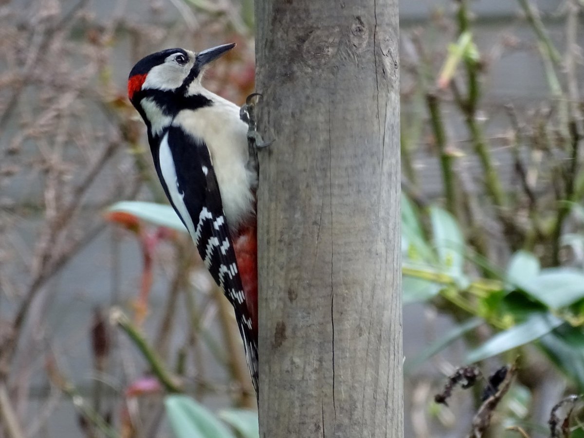 Hier is de 12e vraag in de rubriek: #Testuwnatuurkennis.

Wat is de precieze naam van deze vogel? Is het een man of een vrouw? Waaraan ziet u dat? 

De uitslag wordt hier bekend gemaakt op maandagavond 27/3 tussen 20.00 en 21.00 uur.

Fijn als u meedoet. Deel deze tweet gerust.