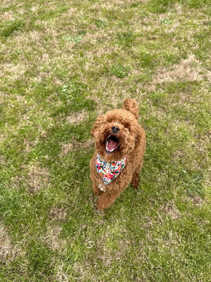 emily_actually's tweet photo. @dog_rates https://t.co/jAyKbxhmVI