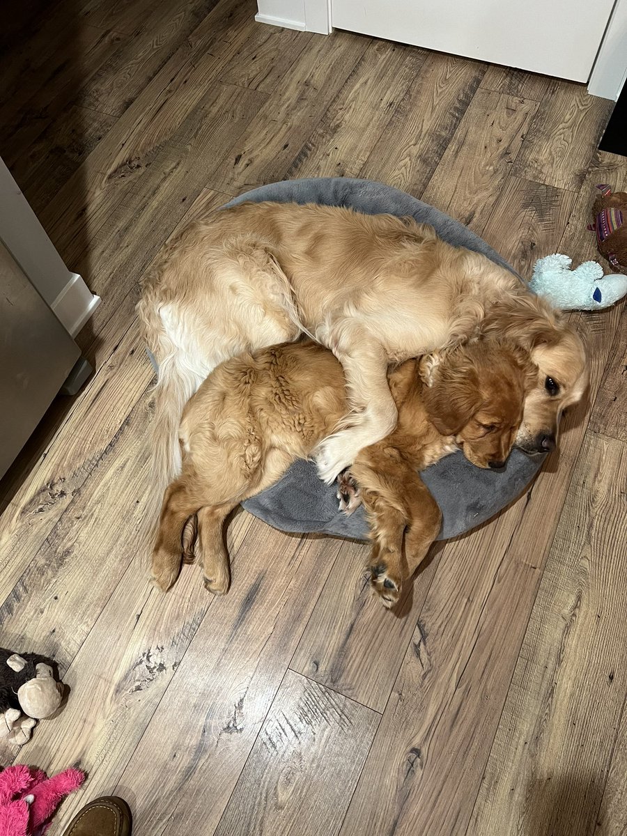 Happy National Puppy Day to the official mascots of Curious Boxwood! #nationalpuppyday <a href="/pwierusz/">Patrick Wieruszewski</a> <a href="/EDWieru/">Erin Wieruszewski</a>