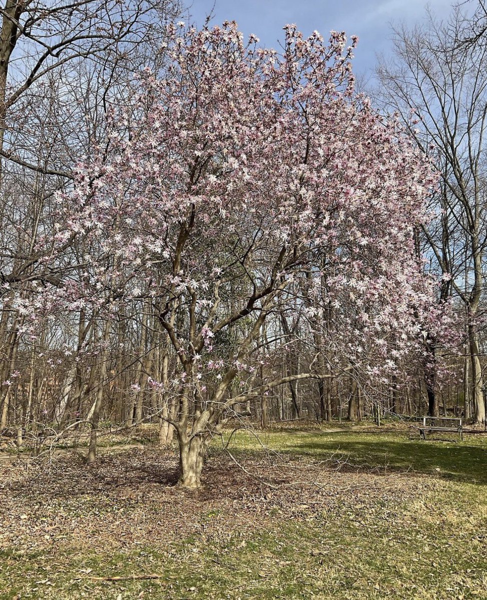 Baltimore Rec & Parks (@RecNParks) on Twitter photo 2023-03-23 20:01:47 It’s a beautiful day to check out our magnolia collection at @_Cylburn! ☀️ Bursting with color, our Magnolia stellata tree is full of blooms. Don't worry if you can't get to Cylburn for a few days, many of our magnolia are still covered in buds!☝️ It’s a beautiful day to check out our magnolia collection at @_Cylburn! ☀️ Bursting with color, our Magnolia stellata tree is full of blooms. Don't worry if you can't get to Cylburn for a few days, many of our magnolia are still covered in buds!☝️