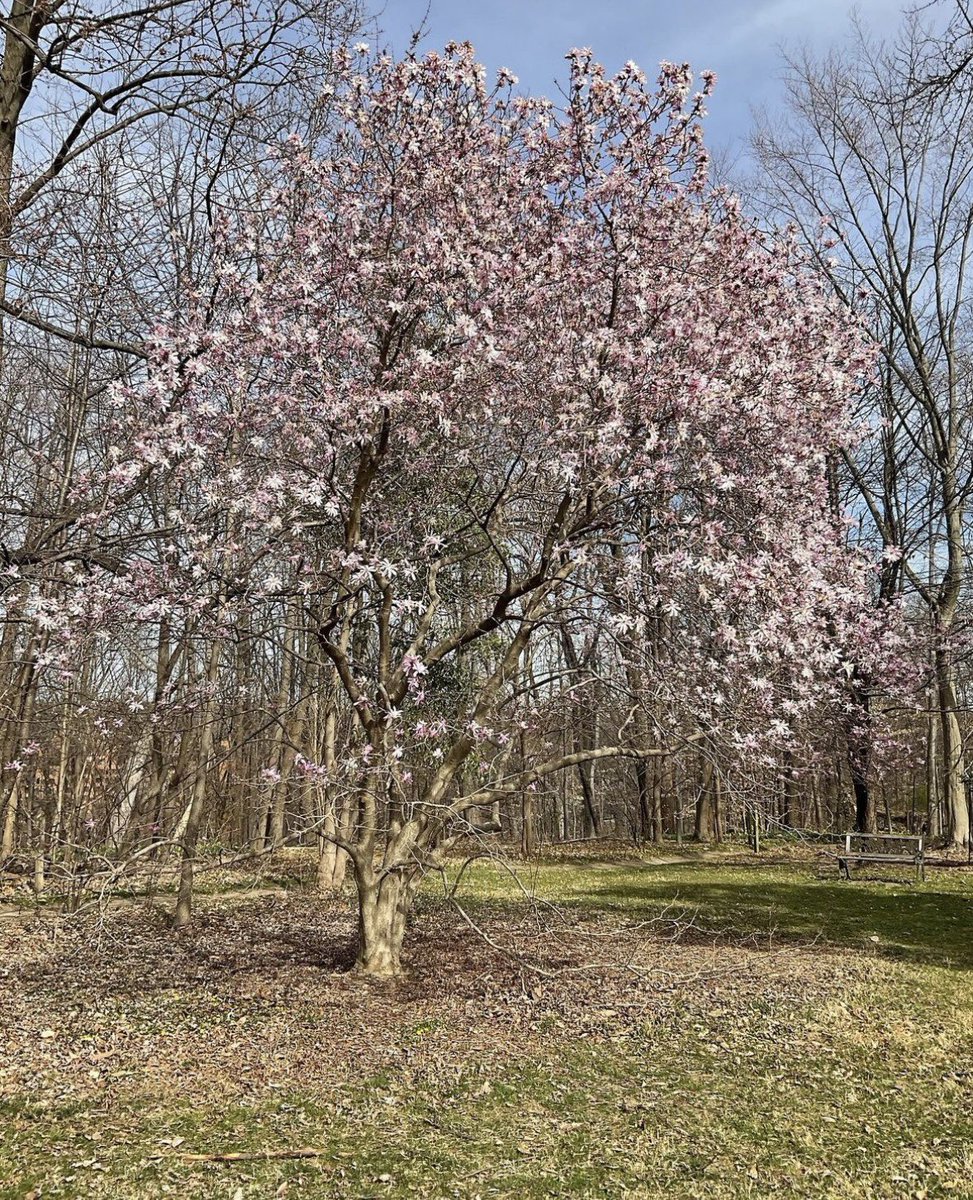 It’s a beautiful day to check out our magnolia collection at @_Cylburn! ☀️ Bursting with color, our Magnolia stellata tree is full of blooms. Don't worry if you can't get to Cylburn for a few days, many of our magnolia are still covered in buds!☝️