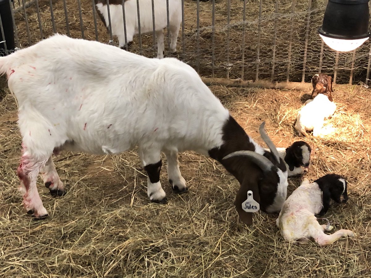 coltsrockmhs's tweet image. We knew they were coming but it was still a bit of surprise this afternoon. 3 new baby kids. All doing well! #LASA #MECTC