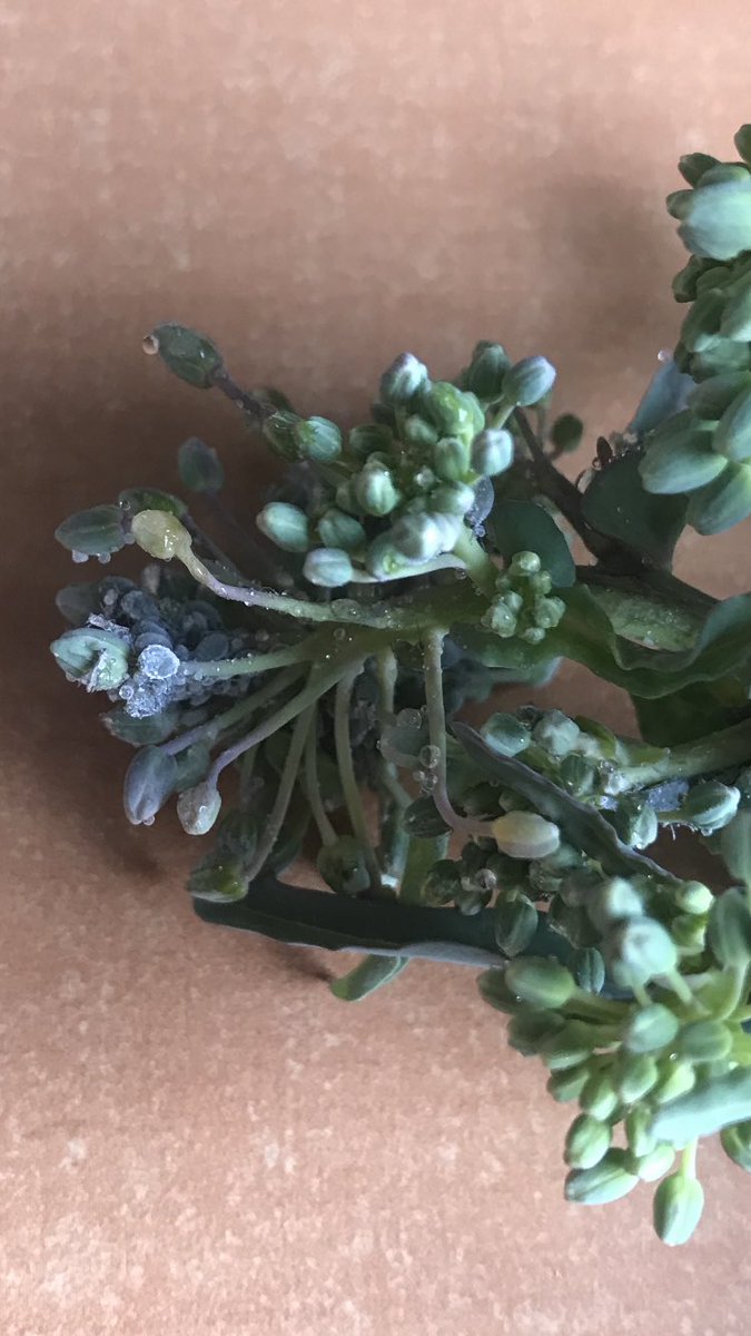 TeiaG2012's tweet photo. 1es observ. de colònies de #pugó gris #Brevicoryne brassicae a la finca escollida i col•locació de pupes de #Episyrphus balteatus de  #Biocom x veure fins quin punt ens poden ajudar en el control d’aquesta plaga de la que, habitualment, patim explosions després de pluges. #colza https://t.co/fAqjeF2PQI