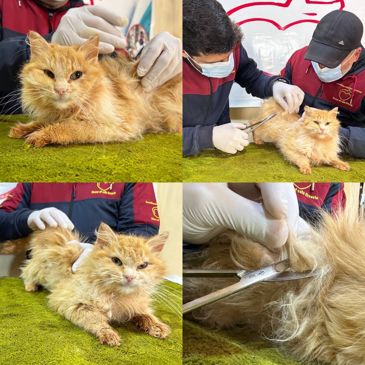 Ernesto s Sanctuary For Syrian Cats On Twitter Earthquake s Mission A ernesto-s-sanctuary-for-syrian-cats-on-twitter-earthquake-s-mission-a