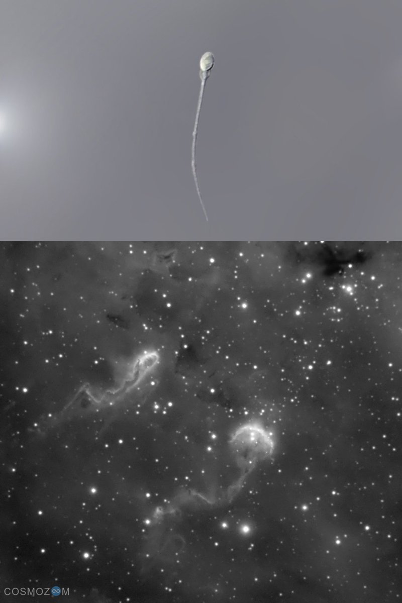 AS ABOVE, SO BELOW... 

⬆️Above: sperm under a microscope (Cosmozoom Lab)🔬
⬇️Below: Sperm Nebula or IC410 (Cosmozoom Observatory) 🔭

😱 0,070mm versus 70.000.000.000.000 km!!! 

📏 #Cosmos reproduces the same patterns at all its scales.

#ScienceIsWonderful #astronomy #nature