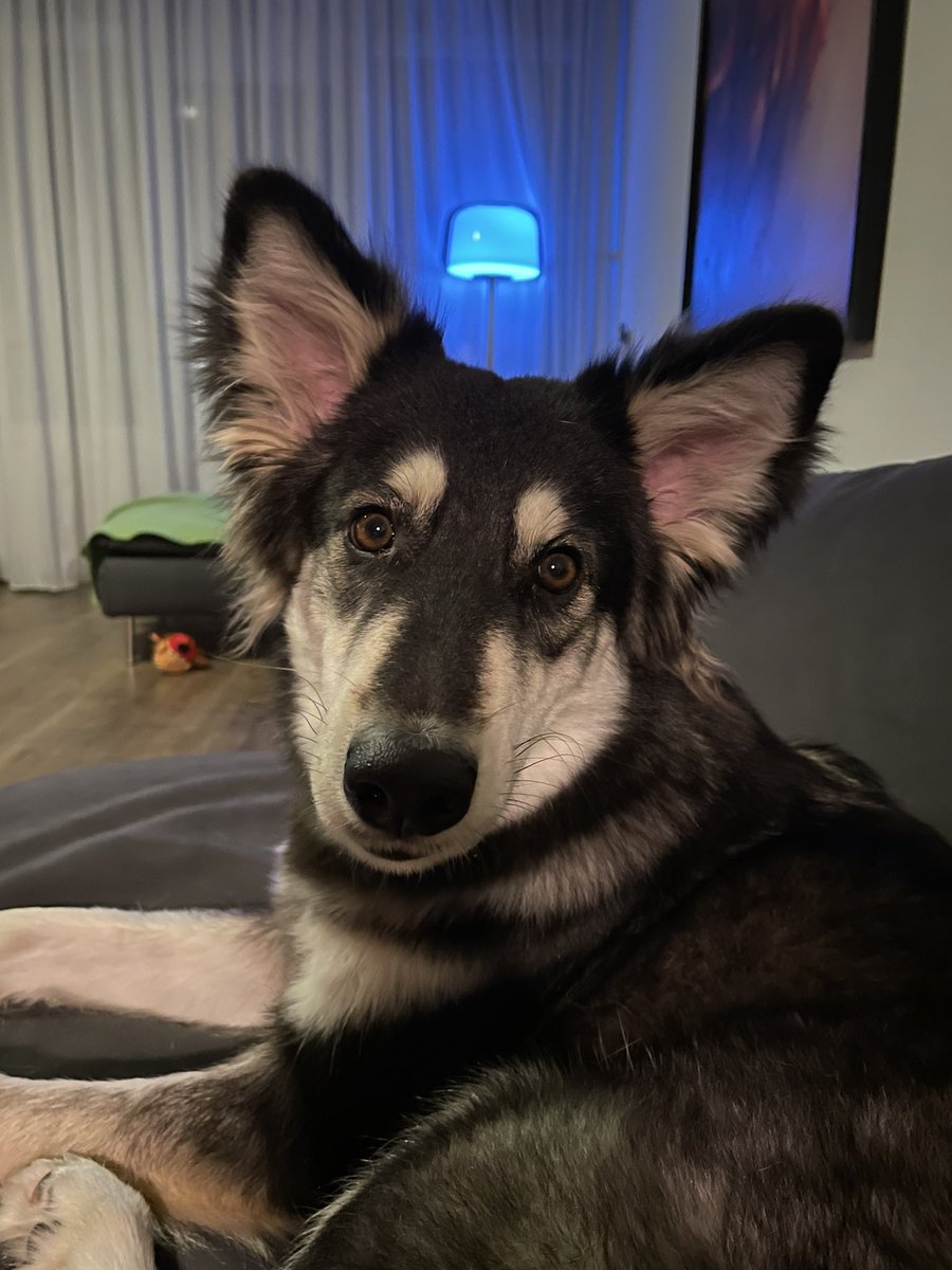 Those ears look so soft I just want to nibble them 😬