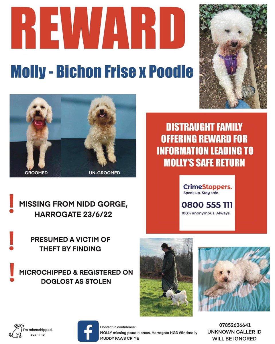 #findMolly 
Missing from #NiddGorge #HARROGATE 23/6/22 
NINE MONTHS OF HEARTACHE 
It’s presumed a victim of #Theftbyfinding 
Dogs are very adaptable unlike us - she will act as if she loves you to please you BUT her heart will be aching for her family 

facebook.com/groups/1662425…