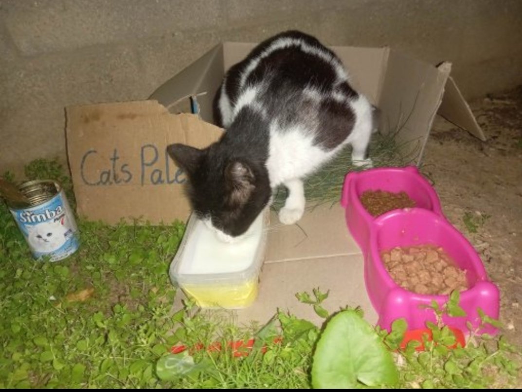 Cats Palestine 🇵🇸 tweet media