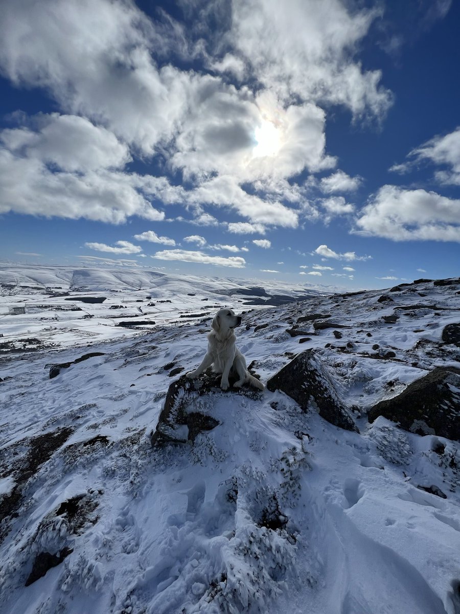 Ben Rinnes 🗻 #fonzie #goldenretriever #scotland