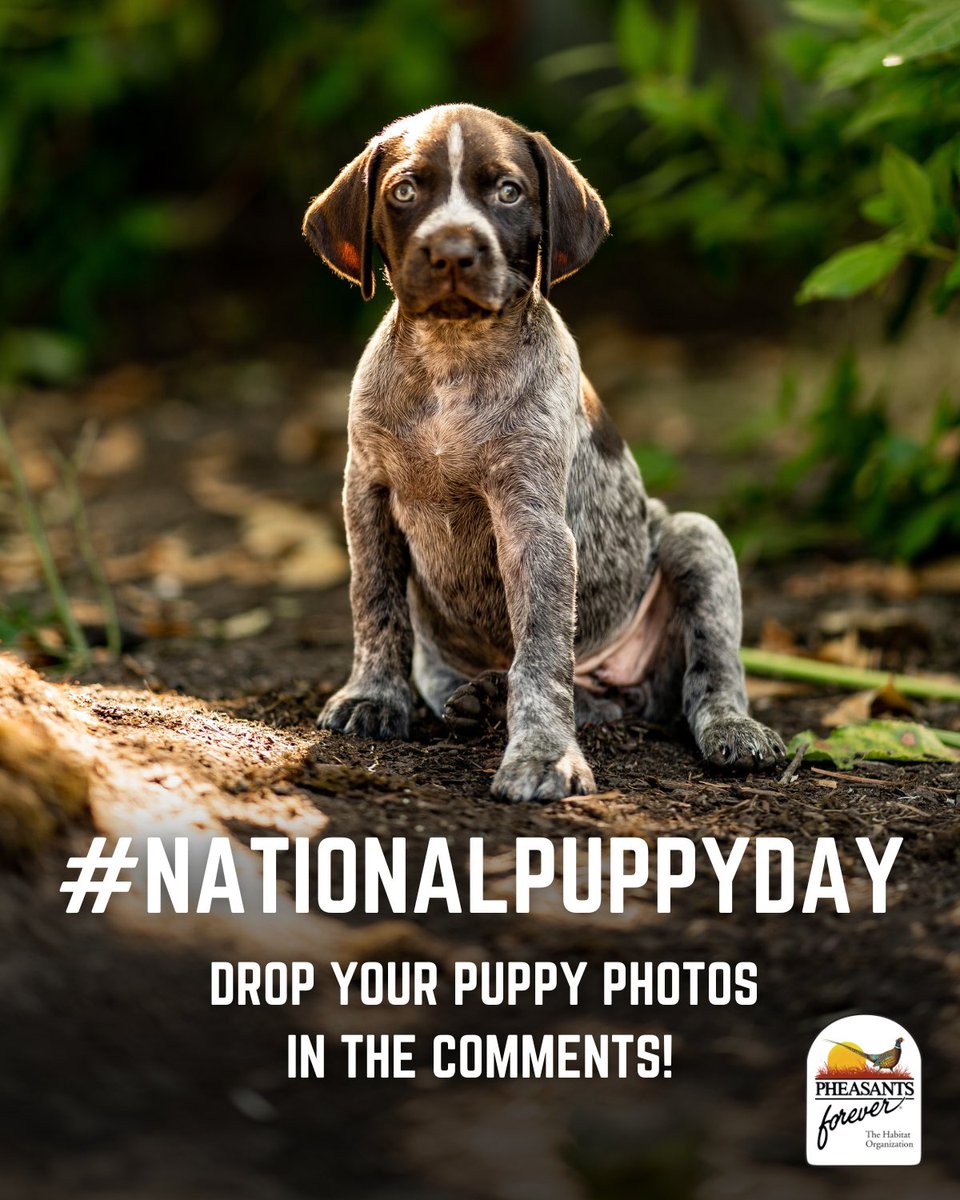 Happy #NationalPuppyDay! Drop pictures of your pups in the comments to celebrate! 

📸: Nate Akey