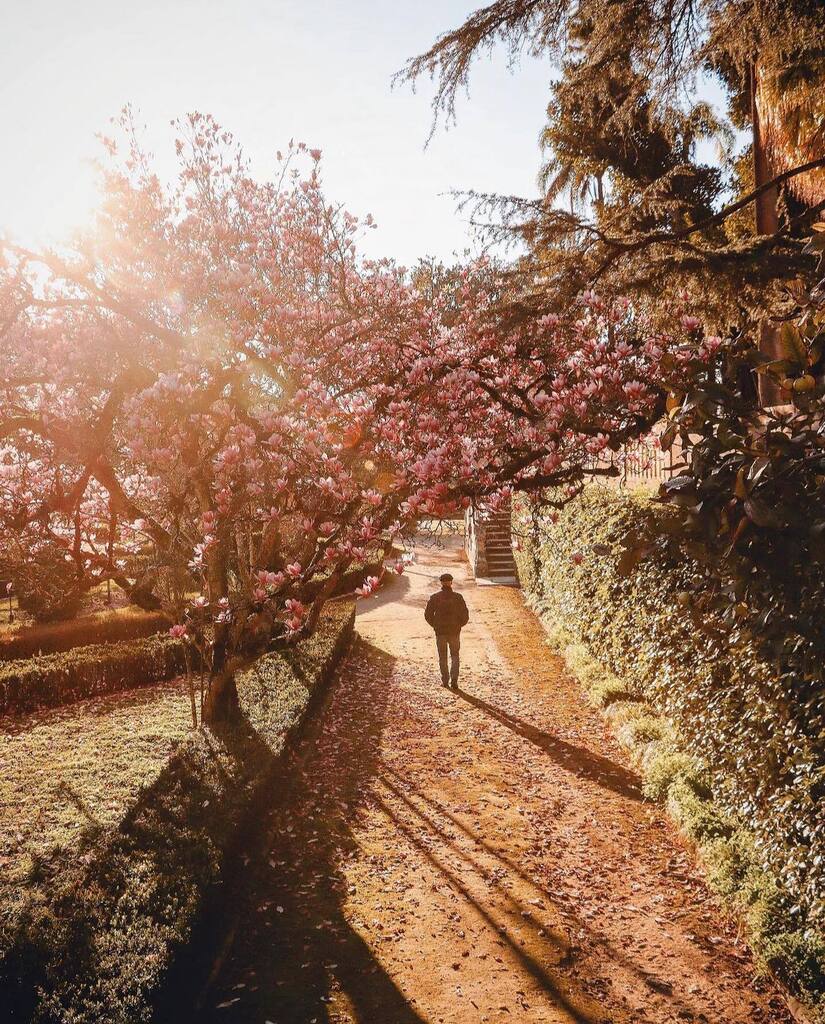 O destaque de hoje vai para @goncalo_saraiva27 num passeio por um jardim com magnólias em Coimbra. 

Falando em Magnólias, aqui vai a música da banda sonora do filme para acompanhar. 

Usa a #igersportugal e mostra-nos os lugares mais bonitos ou pouco co… instagr.am/p/CqJKyWHDvCl/
