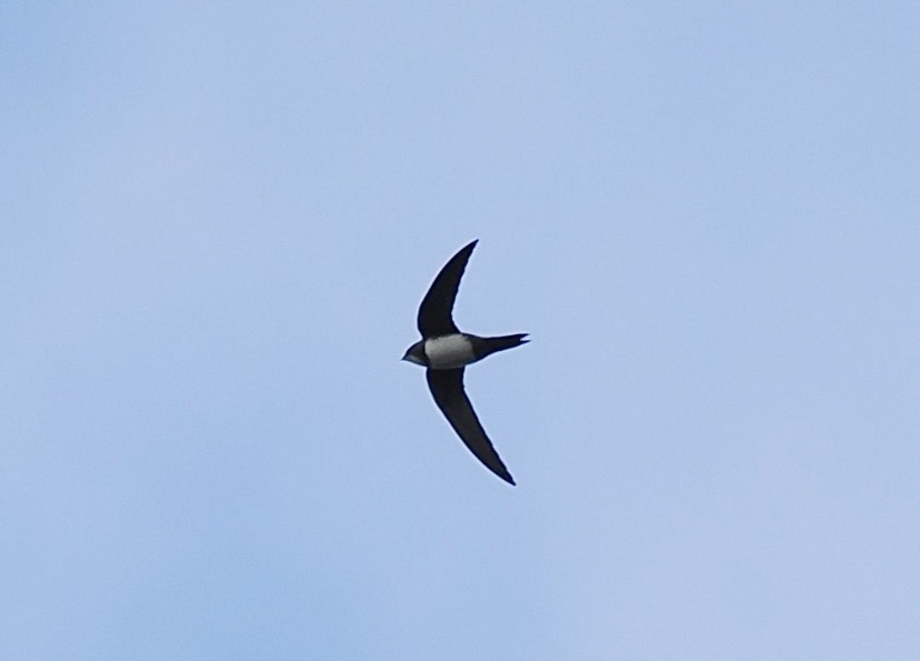 James King (@jamesking7341) on Twitter photo New Hythe Gravel Pits, Kent: Alpine Swift hawking SW of the Railway Pit between frequent rain fronts 11-11.20am today (pic <a href="/OreillyReilly2/">Ray O'Reilly</a>) + 2 Sand Martins W <a href="/KentishPlover/">KOS</a> <a href="/RareBirdAlertUK/">RareBirdAlertUK</a> New Hythe Gravel Pits, Kent: Alpine Swift hawking SW of the Railway Pit between frequent rain fronts 11-11.20am today (pic <a href="/OreillyReilly2/">Ray O'Reilly</a>) + 2 Sand Martins W <a href="/KentishPlover/">KOS</a> <a href="/RareBirdAlertUK/">RareBirdAlertUK</a>
