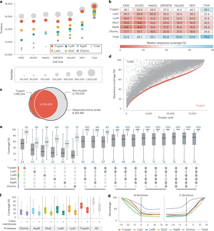slavov_n's tweet photo. Today, @NatureBiotech published a long anticipated resource for the human proteome:

~ 80 % sequence coverage for 17,717 protein groups supported by a million unique peptides.

It provides evidence for the translation of many nonsynonymous variants. https://t.co/UqD72K1Lf5