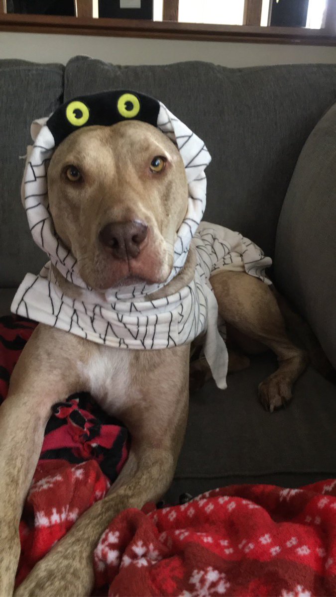 alex_camper18's tweet photo. In honor of pitbull education month here are my pitties. If you want a dog that will cuddle you, be a couch potato, your adventure buddy and make you laugh then look nowhere else. #endthestigma #pitbulleducationmonth https://t.co/5RPNFI36xn