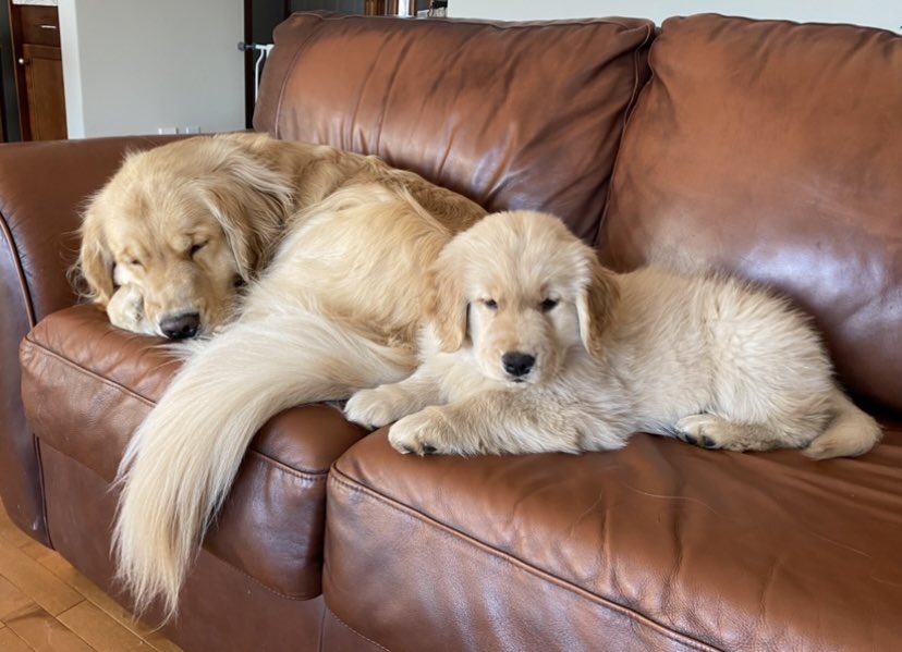 Throwback to when Ellie was a little fluff ball #nationalpuppyday #dogsoftwitter #ozzyandellie #theyarealwayspuppies #yyc