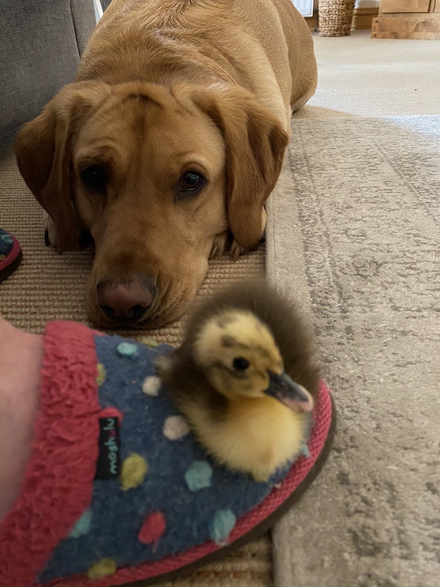 Fran Young tweet media