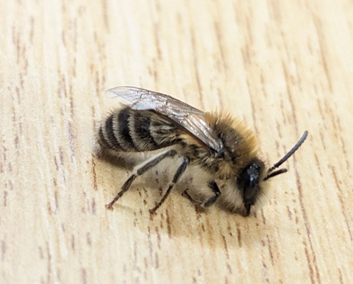 Well done the eagle-eyed George! Pagets Pool comes up trumps again with a new bee for Warwickshire in Colletes cunicularius aka Early Colletes!Thanks to @StevenFalk1 for confirmation. Another busy day out with Richard Wright, another 50 pitfall traps set in new areas of the site!