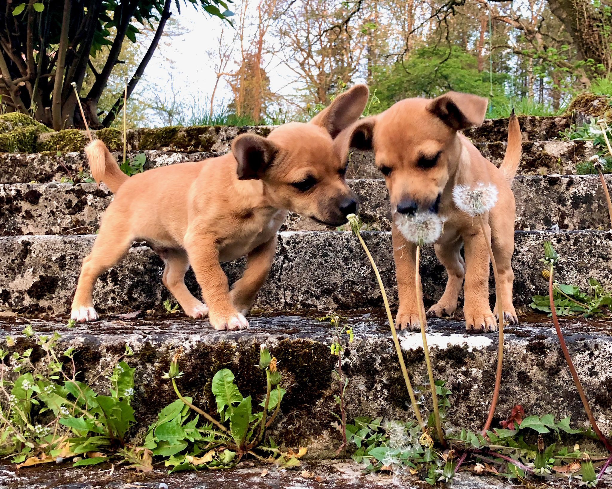 Zwartbles Ireland • Suzanna Crampton on Twitter "NatGeo Puppy